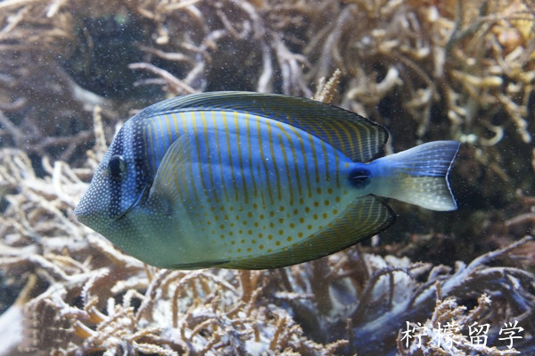 日本留学生物专业强势院校介绍