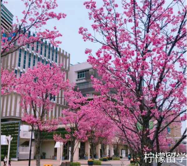 千叶大学教育学