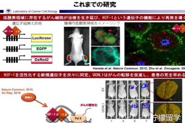 京都大学sgu英文授课